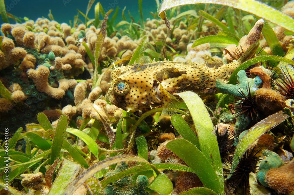 Bridled Burrfish underwater in the Caribbean sea