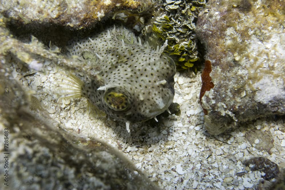 Bridled Burrfish (Chimycterus antennatus)