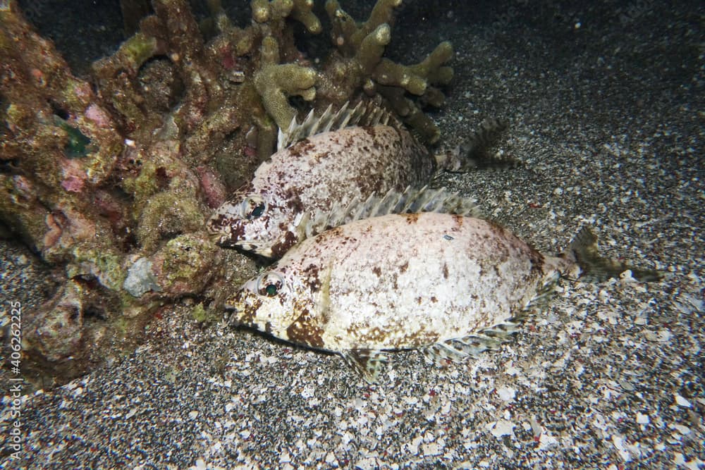 Siganus argenteus Silber-Kaninchenfisch in Nachtärbung