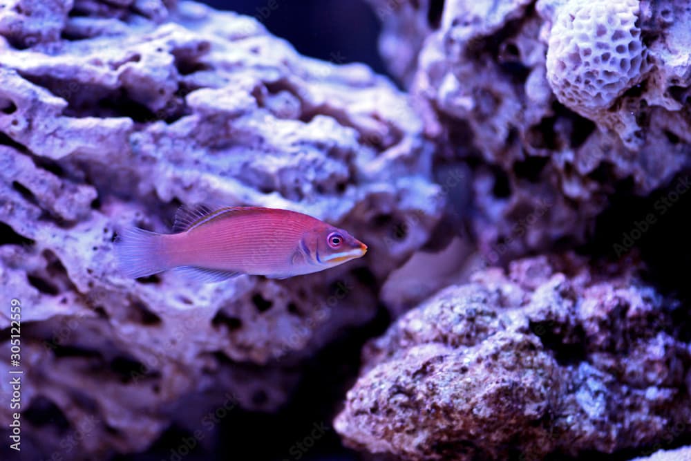 Striated wrasse - Pseudocheilinus evanidus