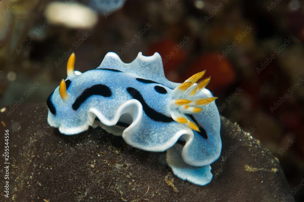 Nudibranch