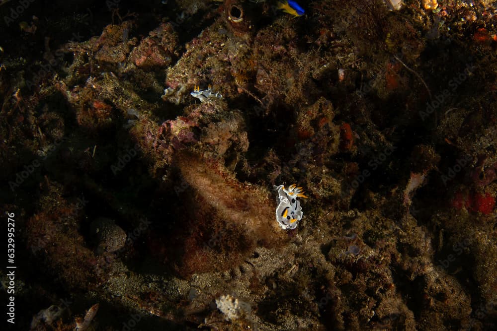 Diana's chromodoris on the seabed in Raja Ampat. Chromodoris dianae during dive in Indonesia. Blue and white nudibranch on the coral reef. 