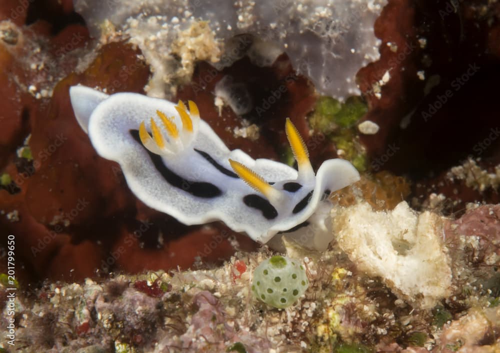 Diana's chromodoris nudibranch( Chromodoris dianae ) crawling across corals of Bali, Indonesia	