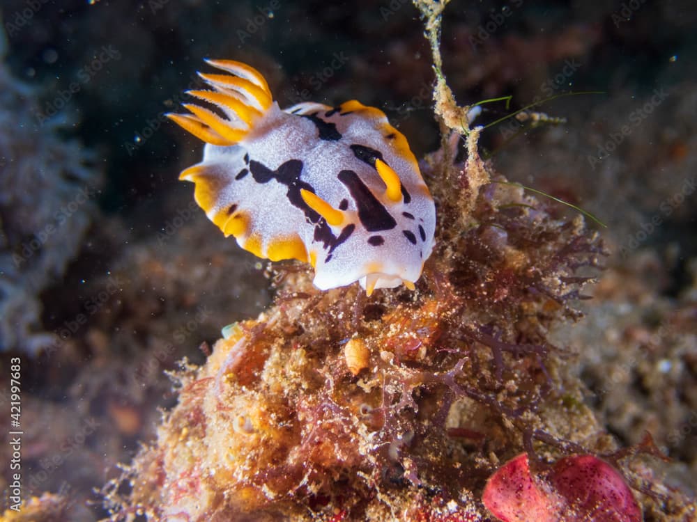 Chromodoris Dianae, commonly known as Diana's Chromodoris in a tropical coral reef near Anilao, Philippines.  Underwater photography and travel.