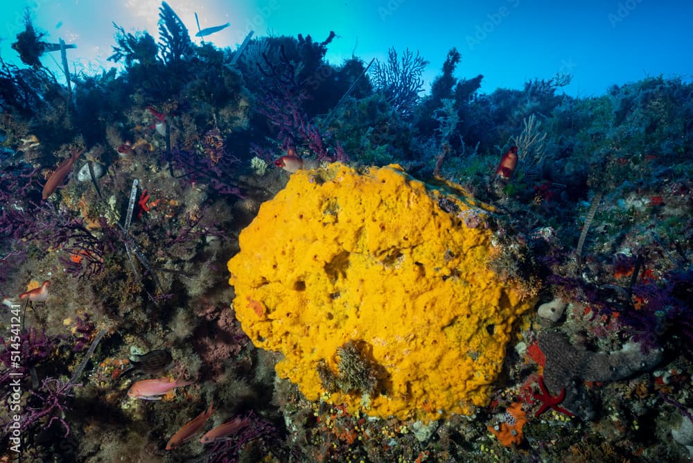 Parete ricoperta da gorgonie rosse, Paramuricea clavata, in primo piano una spugna gialla incrostante