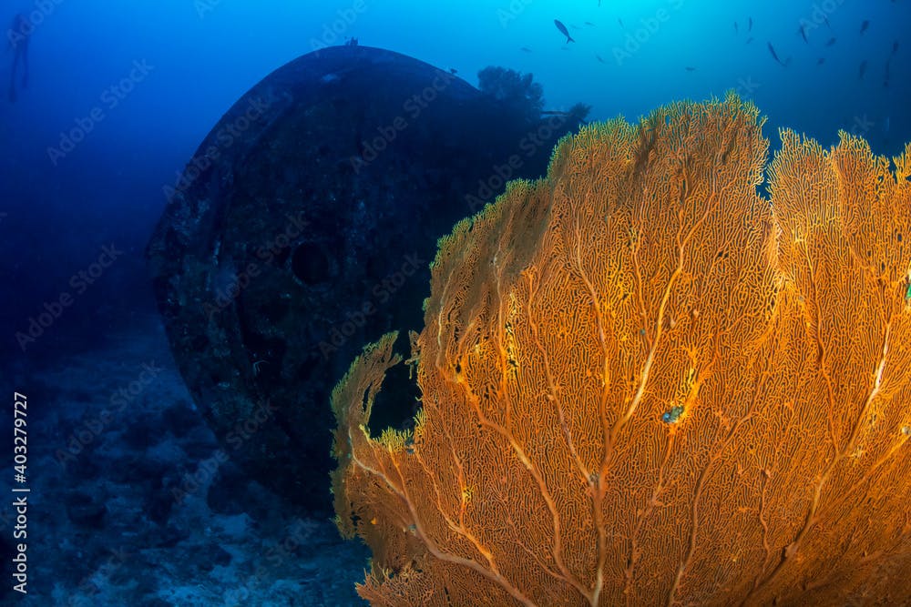 Colorful sea fans around an underwater shipwreck on a tropical coral reef