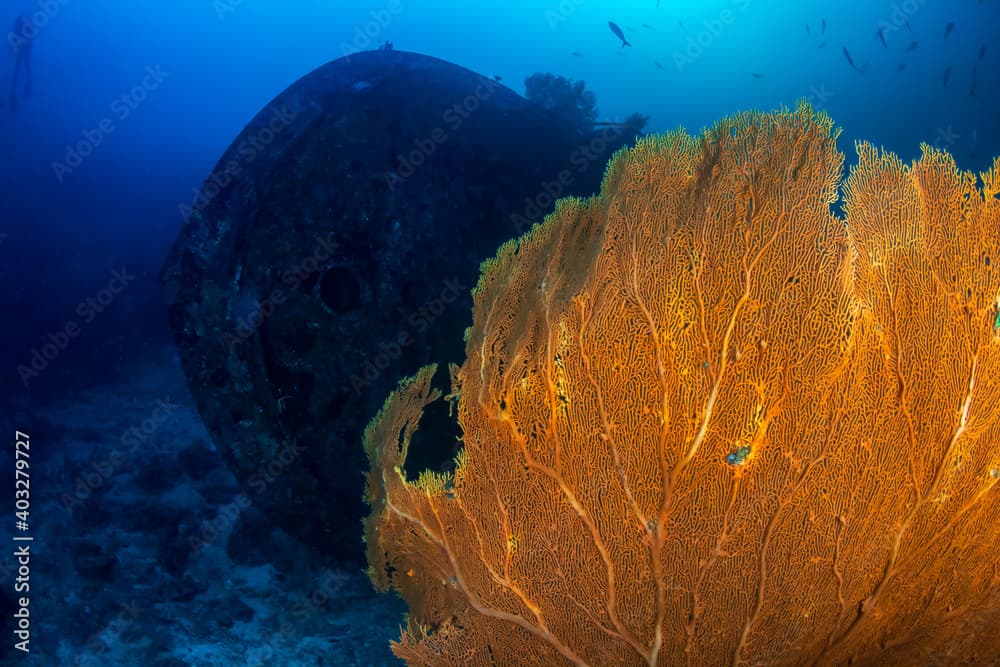 Colorful sea fans around an underwater shipwreck on a tropical coral reef