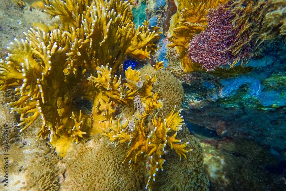 Hard and soft corals undewater of Anse a l’Ane beach, Martinique island, Caribbean sea, West Indies, Lesser Antilles