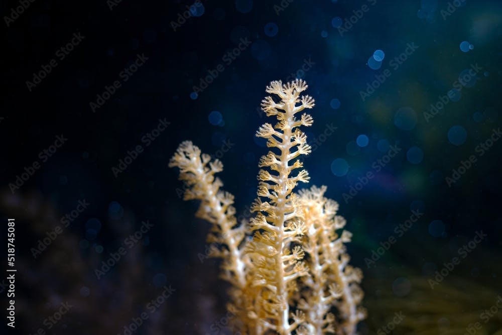 small branch of Grube's Gorgonian, colonial soft coral move tentacles and hunt for food, healthy animals in nano reef marine aquarium, popular pet in LED actinic blue low light, easy to keep creature