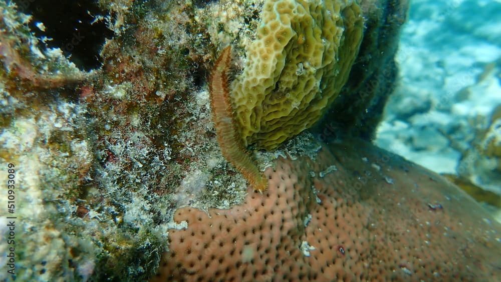 Orange fireworm (Eurythoe complanata) undersea, Caribbean Sea, Cuba, Playa Cueva de los peces