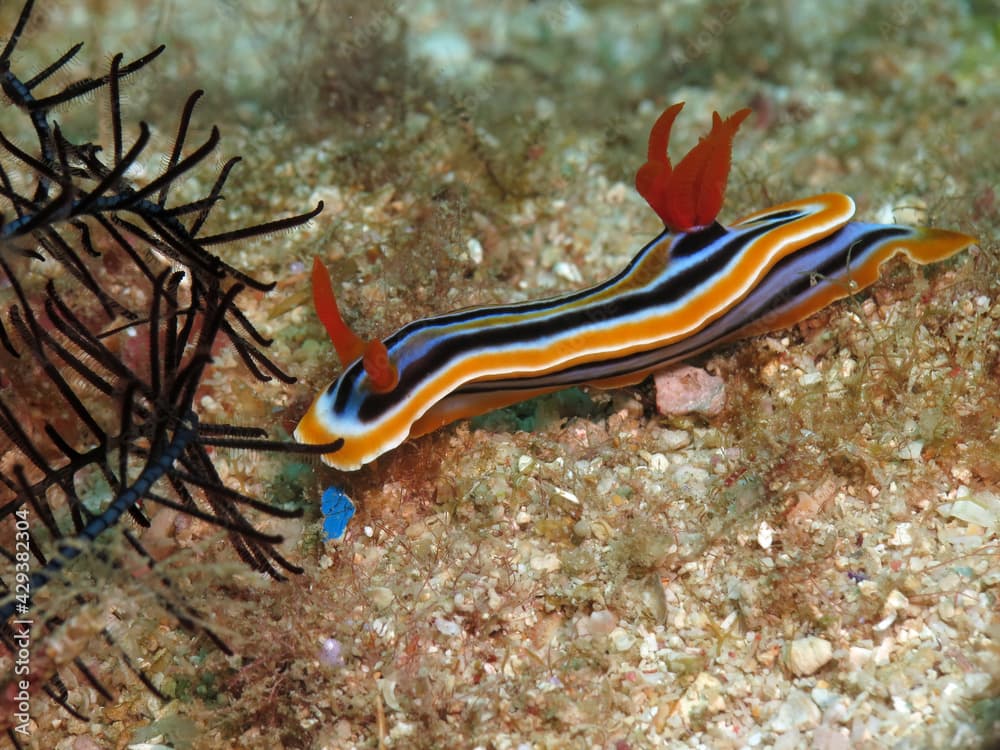 A Chromodoris Quadricolor nudibranch crawling on sand Boracay Island Philippines