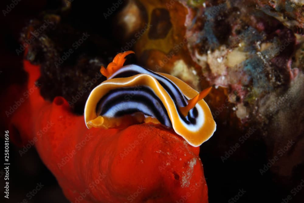 Chromodoris quadricolor EG-121