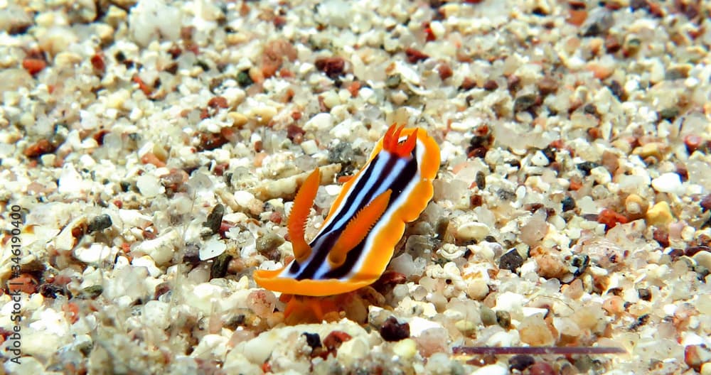 Striped Nudibranch - Chromodoris quadricolor. Sea slug in Red Sea, Eilat, Israel