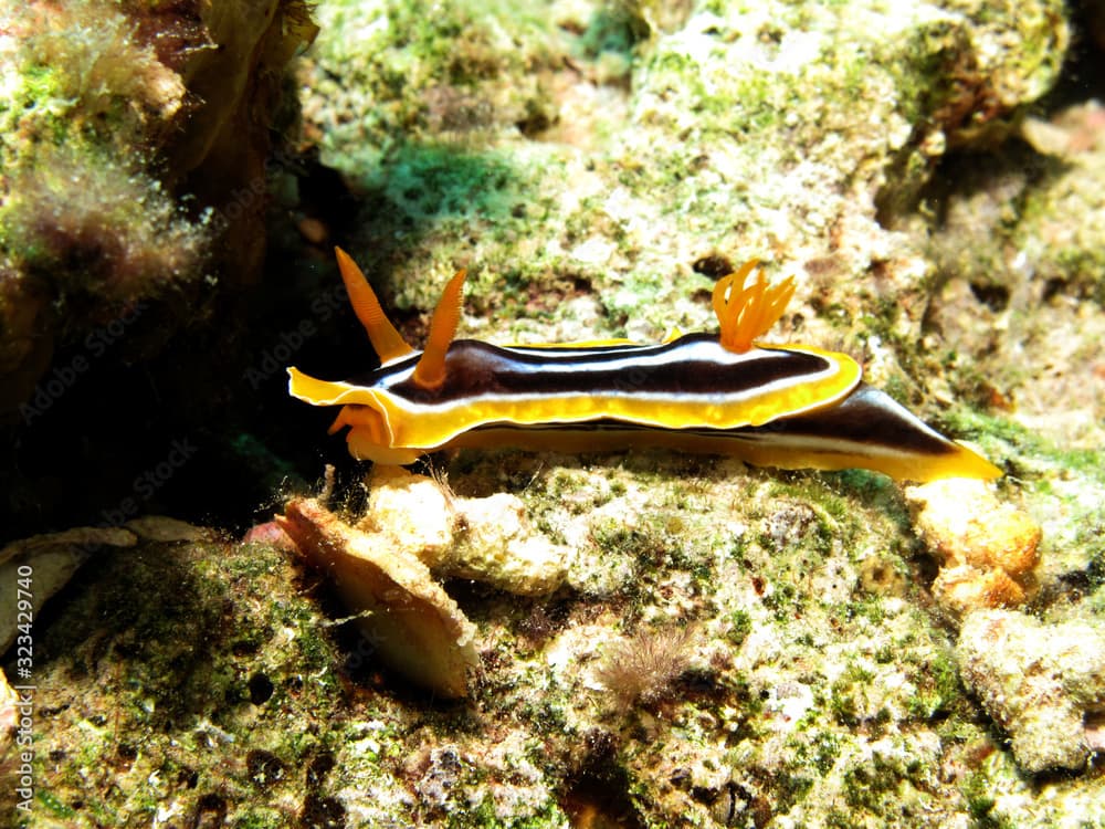 Pyjama chromodorid (Chromodoris quadricolor) Taking in Red Sea, Egypt