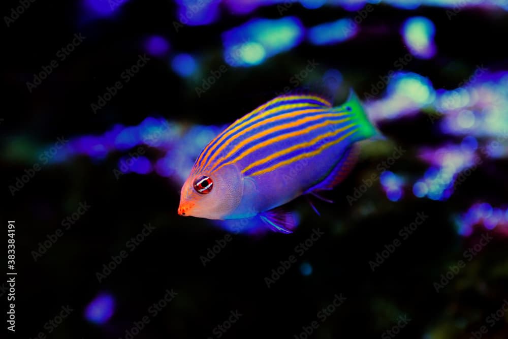 Six-line wrasse - Pseudocheilinus hexataenia