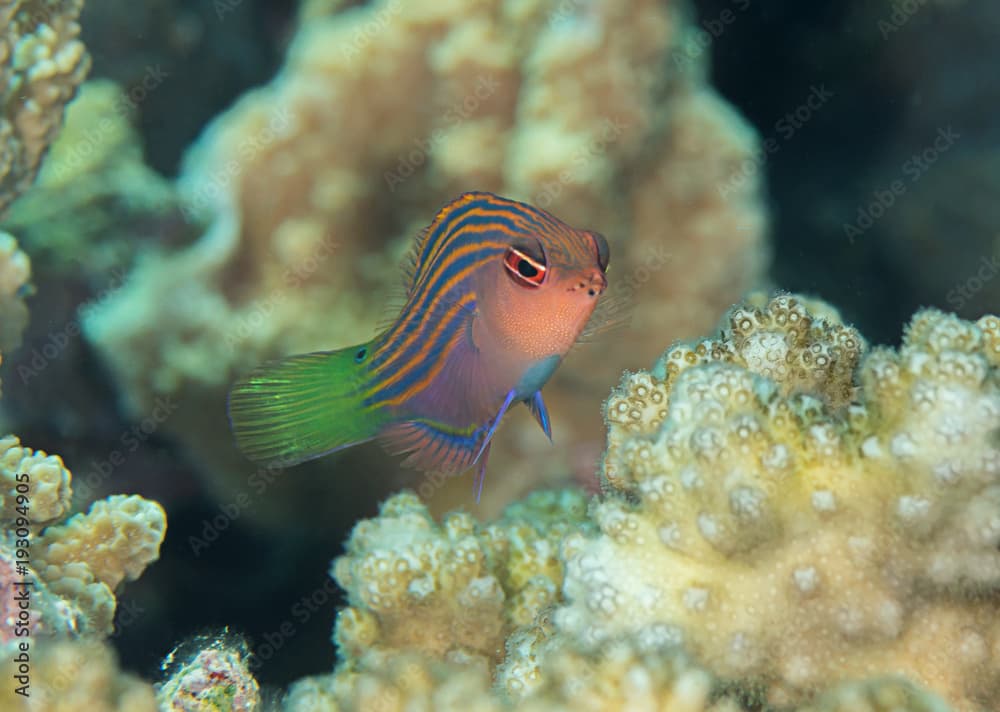 Six stripe wrasse ( pseudocheilinus hexataenia ) swimming over coral reef of Bali, Indonesia 