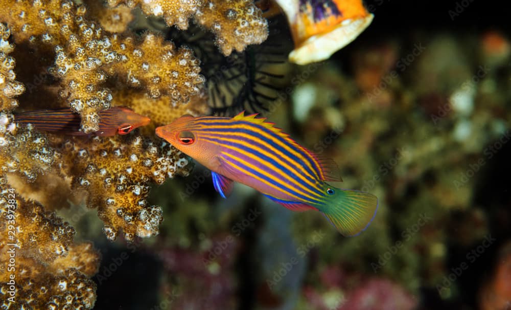 Sixline wrasse, Pseudocheilinus hexataenia, Sulawesi Indonesia.