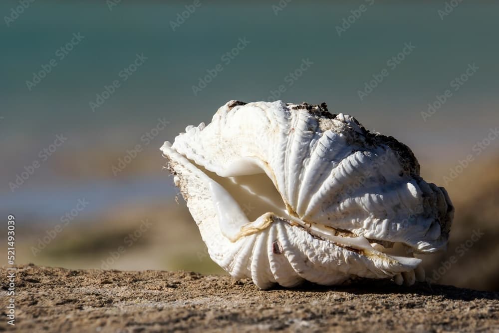 Closeup of a seashell on the sand with a blurred background