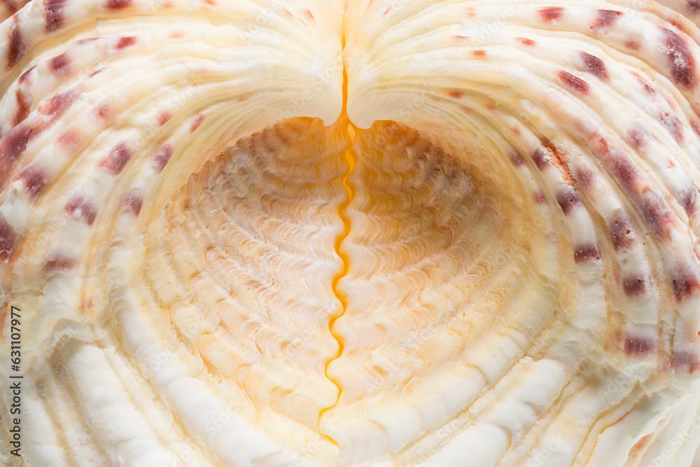 Bear Claw clam seashell, closeup