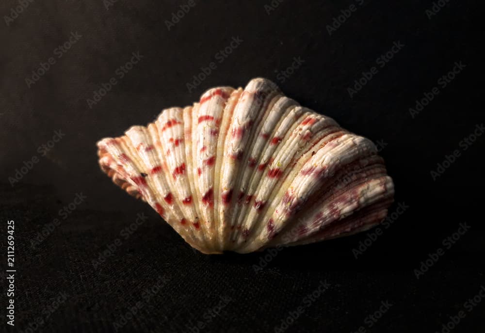 Bear Paw Clam Shell .Seashell Comb Venus a dark background.  Seashell Crest.