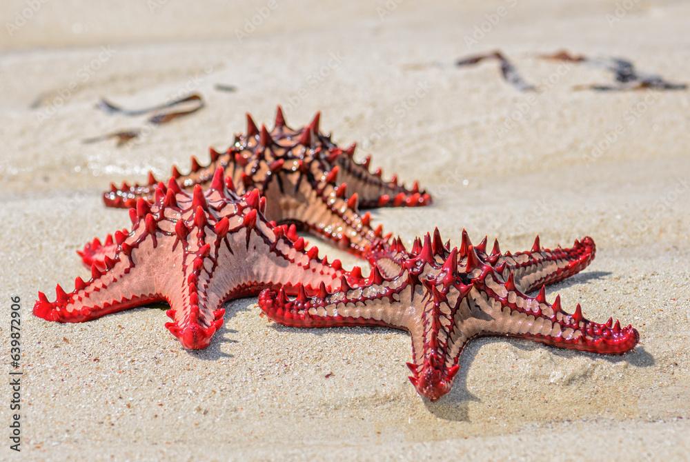 Red knob sea star - Protoreaster lincki, beautiful large colored sea star from Indian ocian coasts and reefs, Zanzibar.