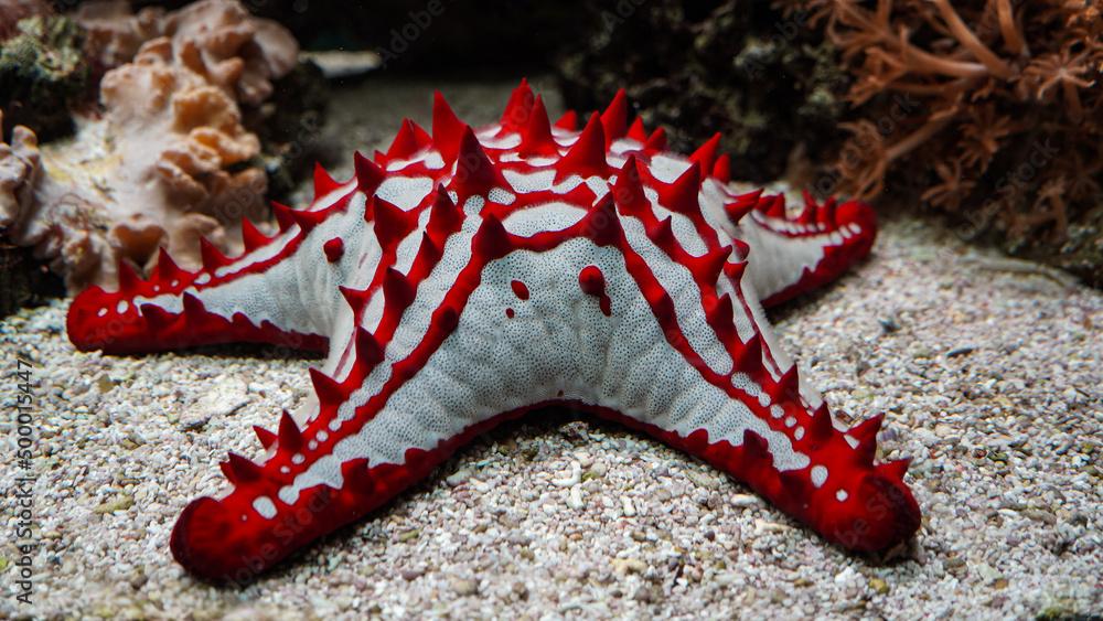 Red-knobbed Sea Star (Protoreaster lincki), seastar / starfish