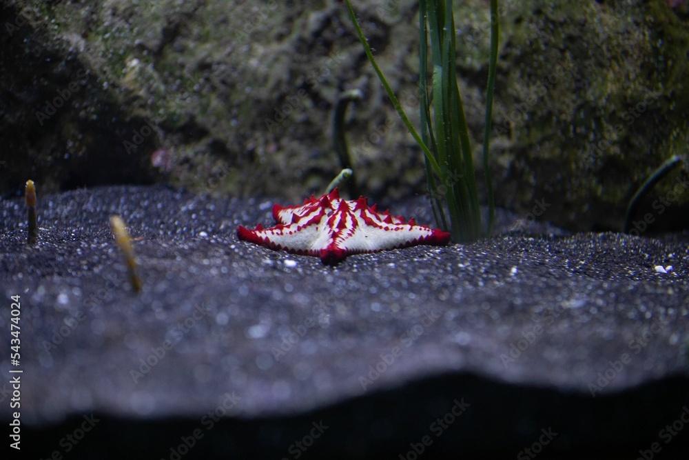 Closeup of Protoreaster lincki, the red knob sea star.