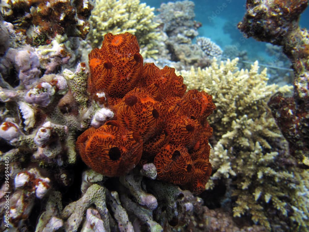 Closeup of the ascidian Botrylloides sp.