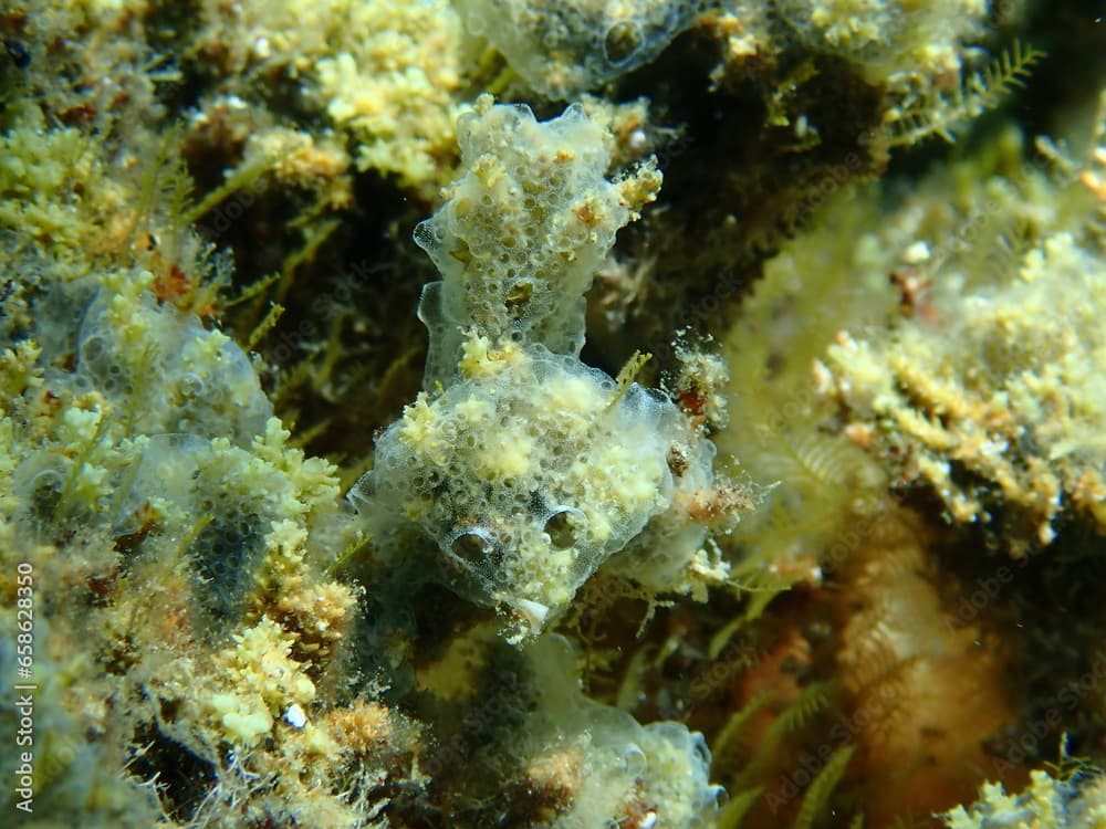 Encrusting colonial ascidian form or tunicate  Diplosoma spongiforme close-up undersea, Aegean Sea, Greece, Halkidiki