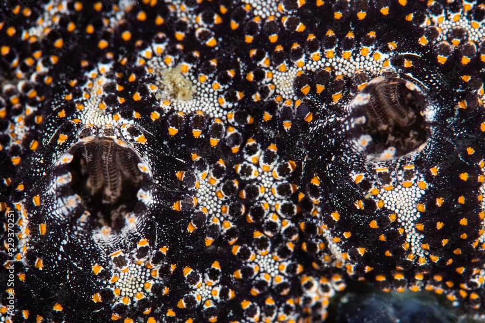 Detail of beautiful colonial tunicates, Botryllus sp., growing on a coral reef in Indonesia. Tunicates pump water through their bodies, feeding on organic matter, thereby cleaning the water column.