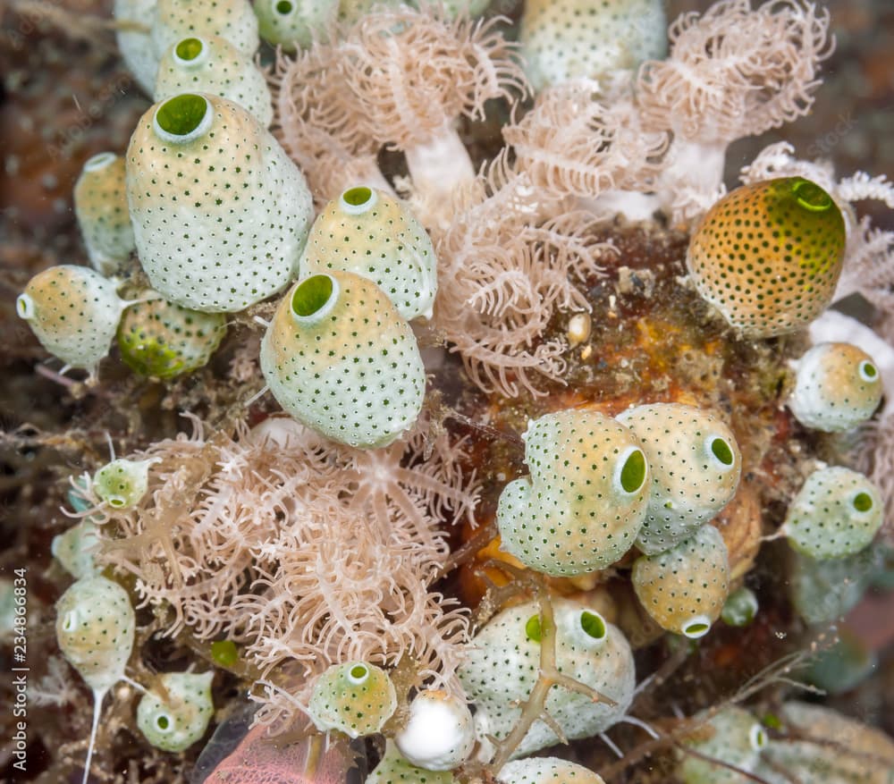 Tunicate underwater off the coast of Bali