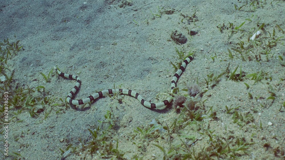 Harlequin Snake Eel (Myrichthys colubrinus) crawls along sandy bottom covered with green sea grass in daytime, Red sea, Egypt