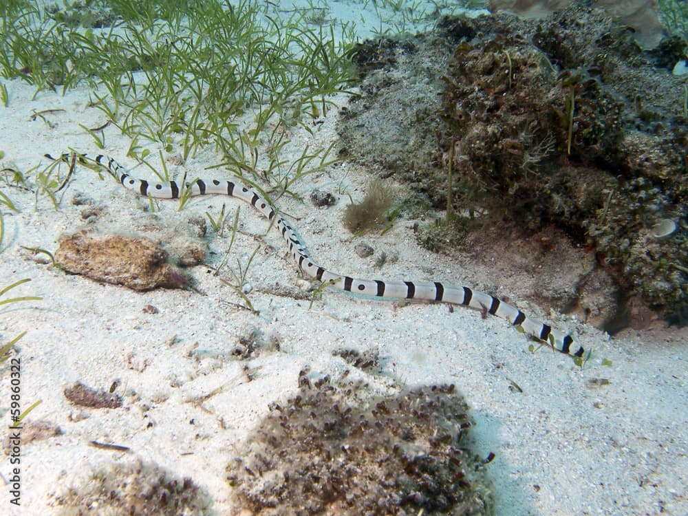 Harlequin snake eel