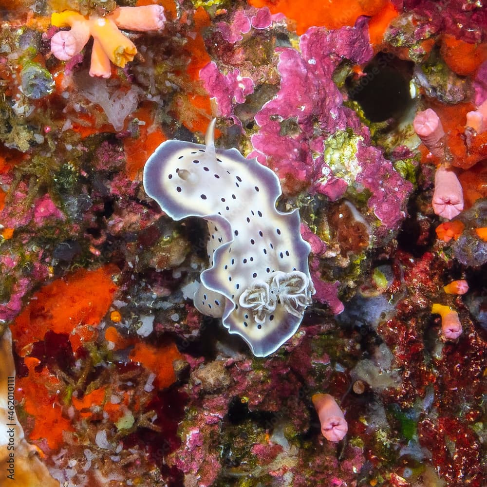 Goniobranchus tritos in Maldives