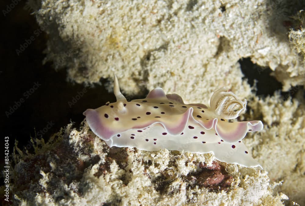 Chromodoris Tritos, South Ari Atoll, Maldives