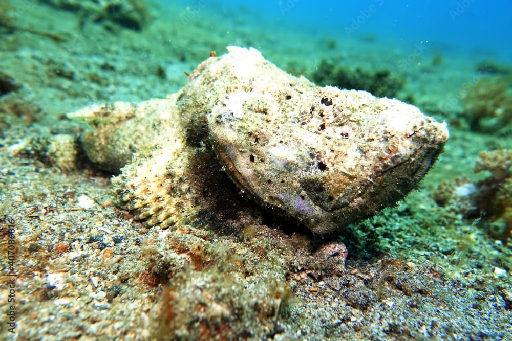 Scorpaenopsis macrochir Flacher-Drachenkopf, Buckel-Drachenkopf,