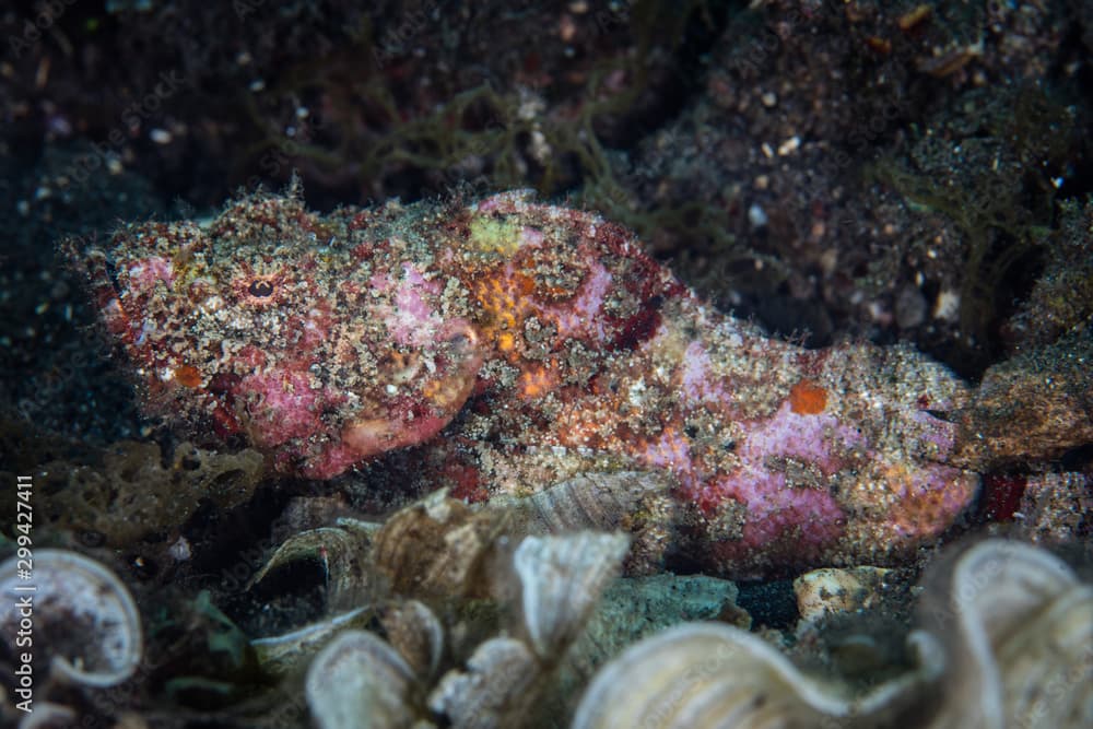 A Flasher scorpionfish, Scorpaenopsis macrochir, lies in wait for prey on a black sand slope in Indonesia. This is just one of many well-camouflaged predators found on or near Pacific coral reefs.