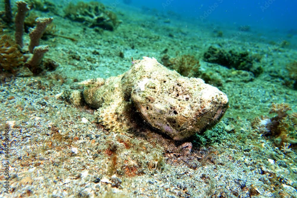 Scorpaenopsis macrochir Flacher-Drachenkopf, Buckel-Drachenkopf,