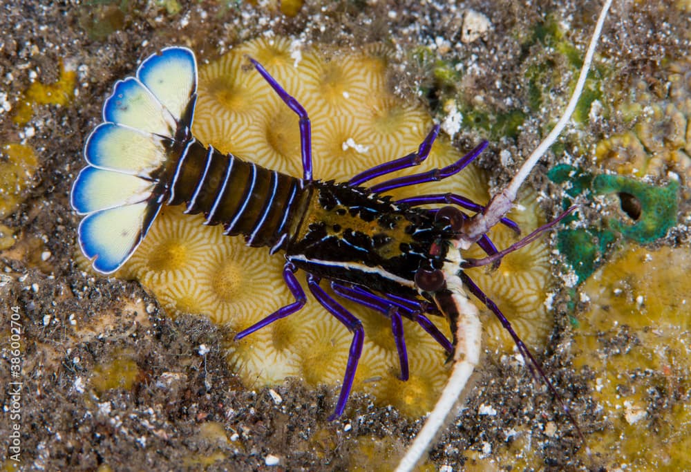 slipper lobster · Panulirus versicolor · Reeflings Library