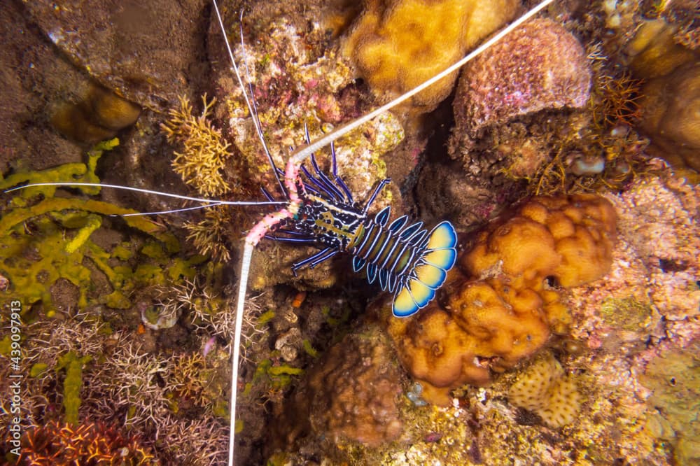 Painted Spiny Lobster (Panulirus versicolor) or painted rock lobster, common rock lobster, bamboo lobster walking during a night dive near Anilao, Philippines.  Underwater photography.