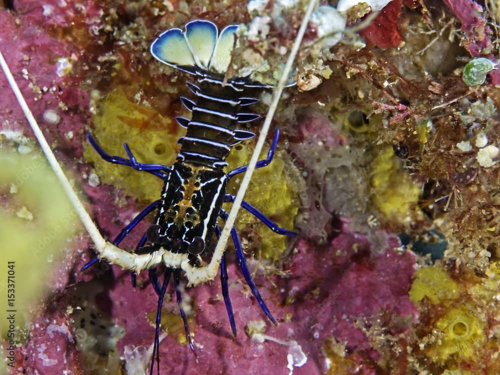 Lobster, Languste (Panulirus versicolor)