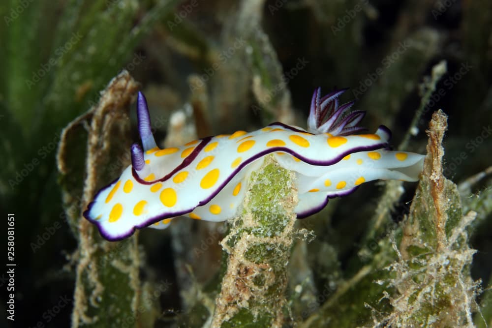 Chromodoris annulata EG-16