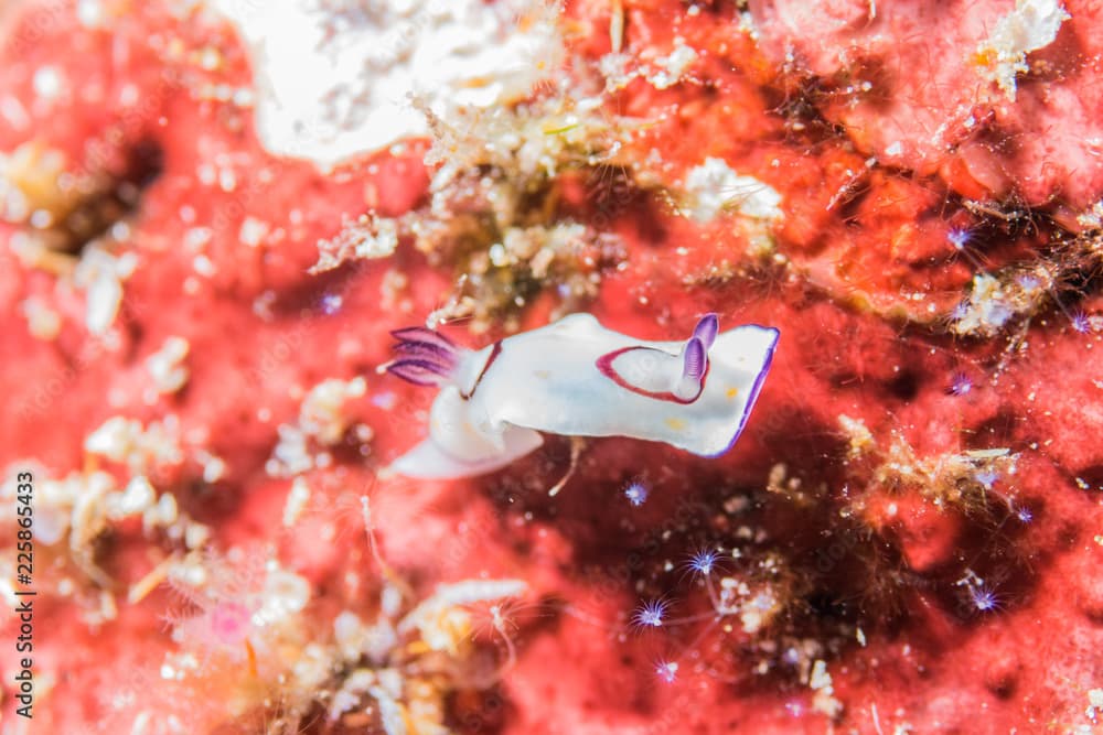 Close up of the nudibranch ''Chromodoris annulata'', the sea slug underwater photo is taken in Similan Island, Thailand.