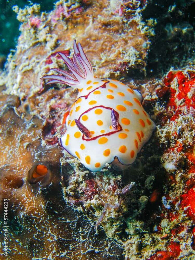 Chromodoris annulata Nudibranch, Sea Slug