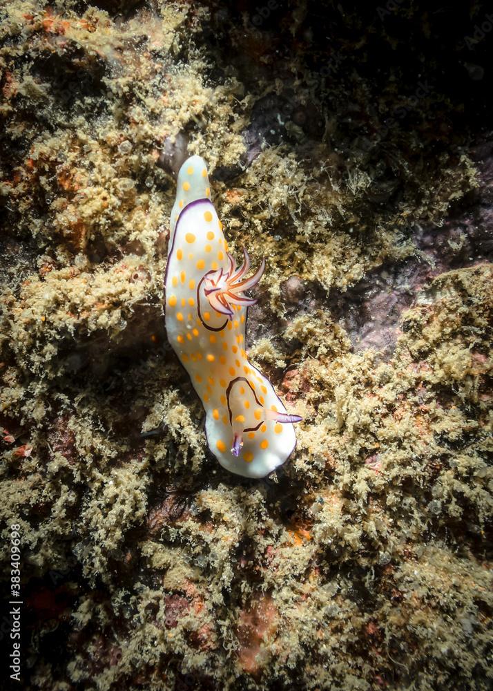 Nudibranch mollusk (Chromodoris Annulata) on a coral reef in the Indian ocean