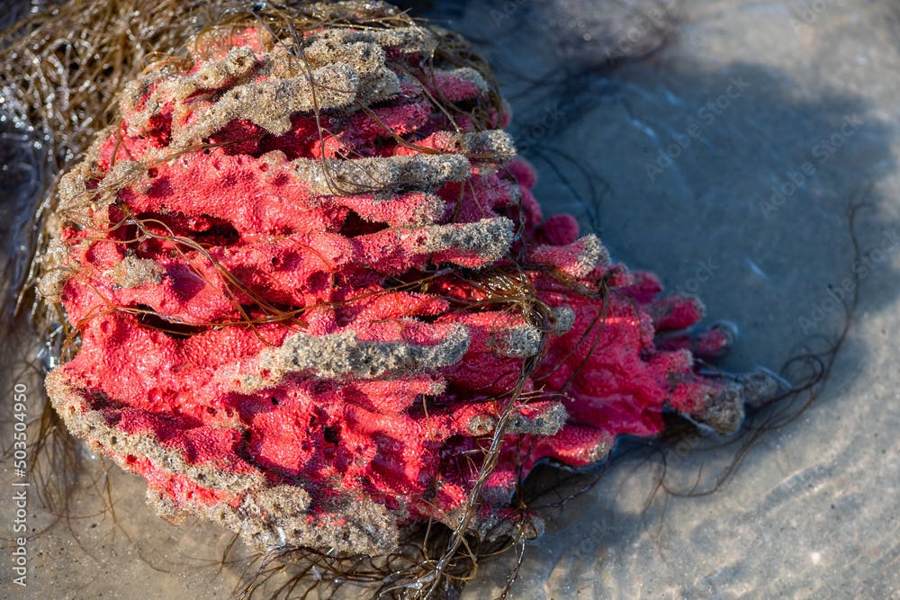 Red beard sponge (Clathria prolifera) in the surf on a sandy South Carolina beach, Atlantic Ocean