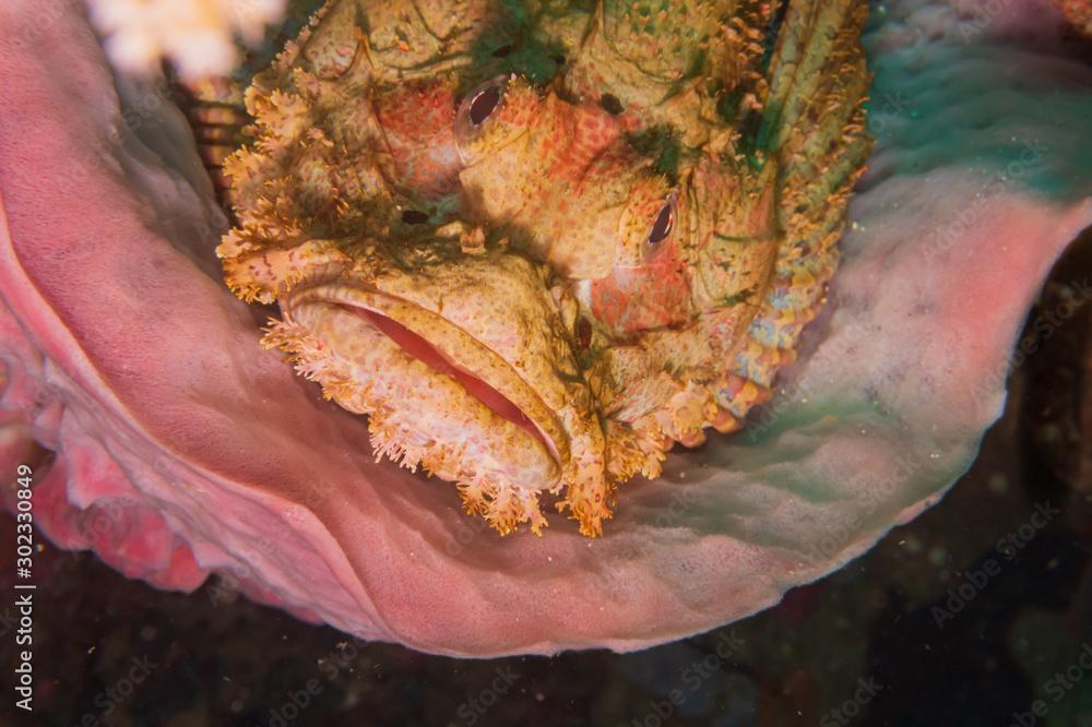 Bearded Scorpionfish (Scorpaenopsis barbata) hiding in a coral reef sponge .  Underwater photography and marine life.