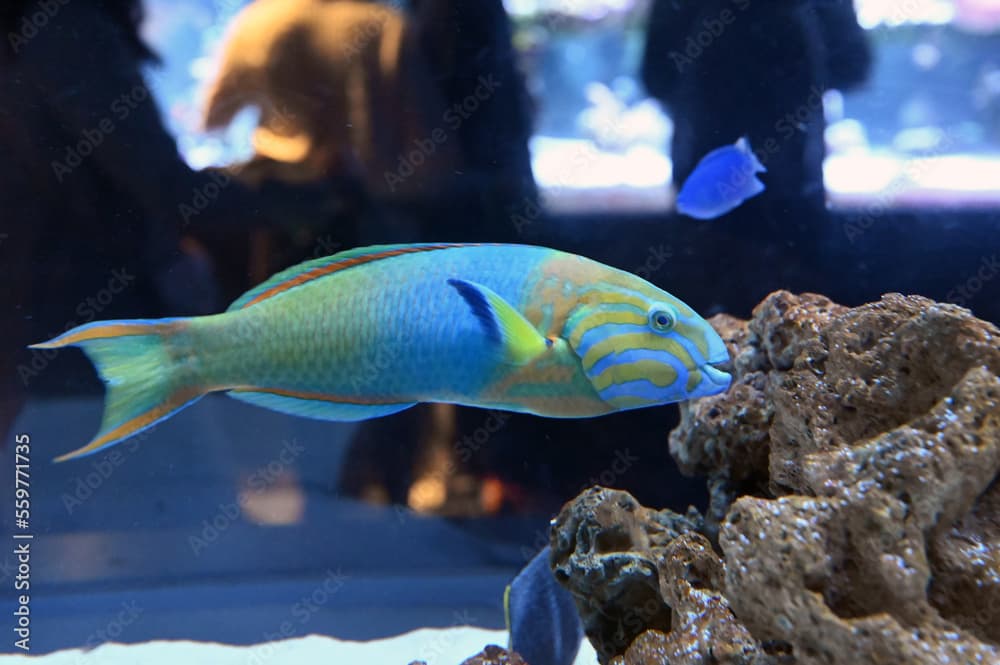 アクアリウムで泳ぐヤマブキベラ（Yellow-brown wrasse）