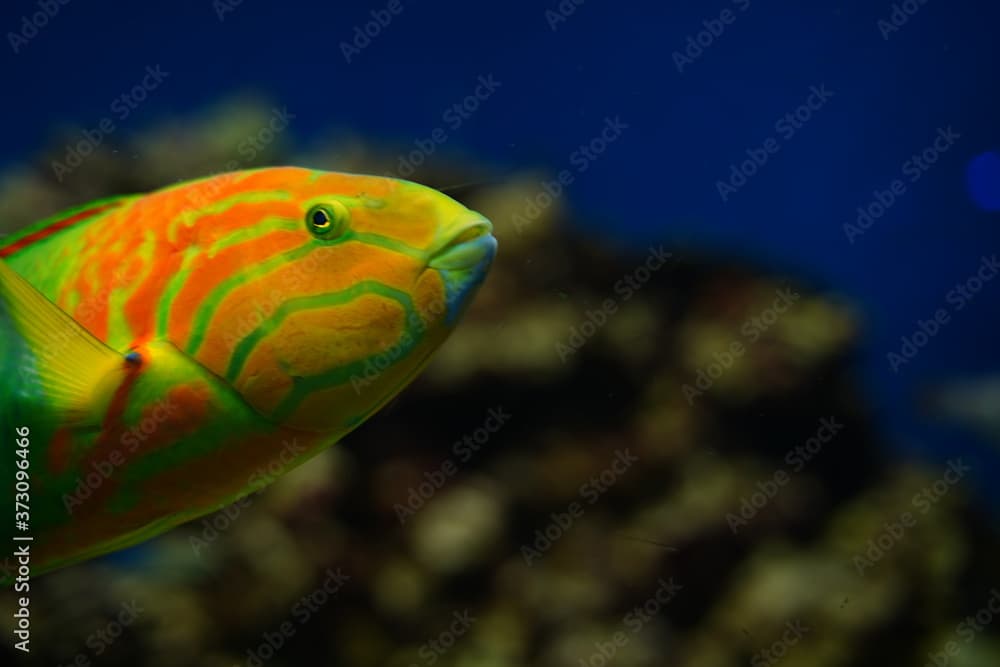 Yellow-brown wrasse,Thalassoma lutescens.  Aquarium, Tokyo, Japan.