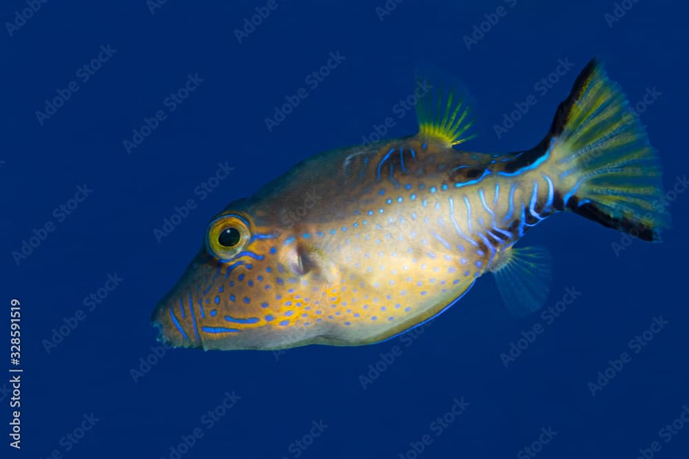 Sharpnose Puffer swimming in the Caribbean Sea - Bonaire